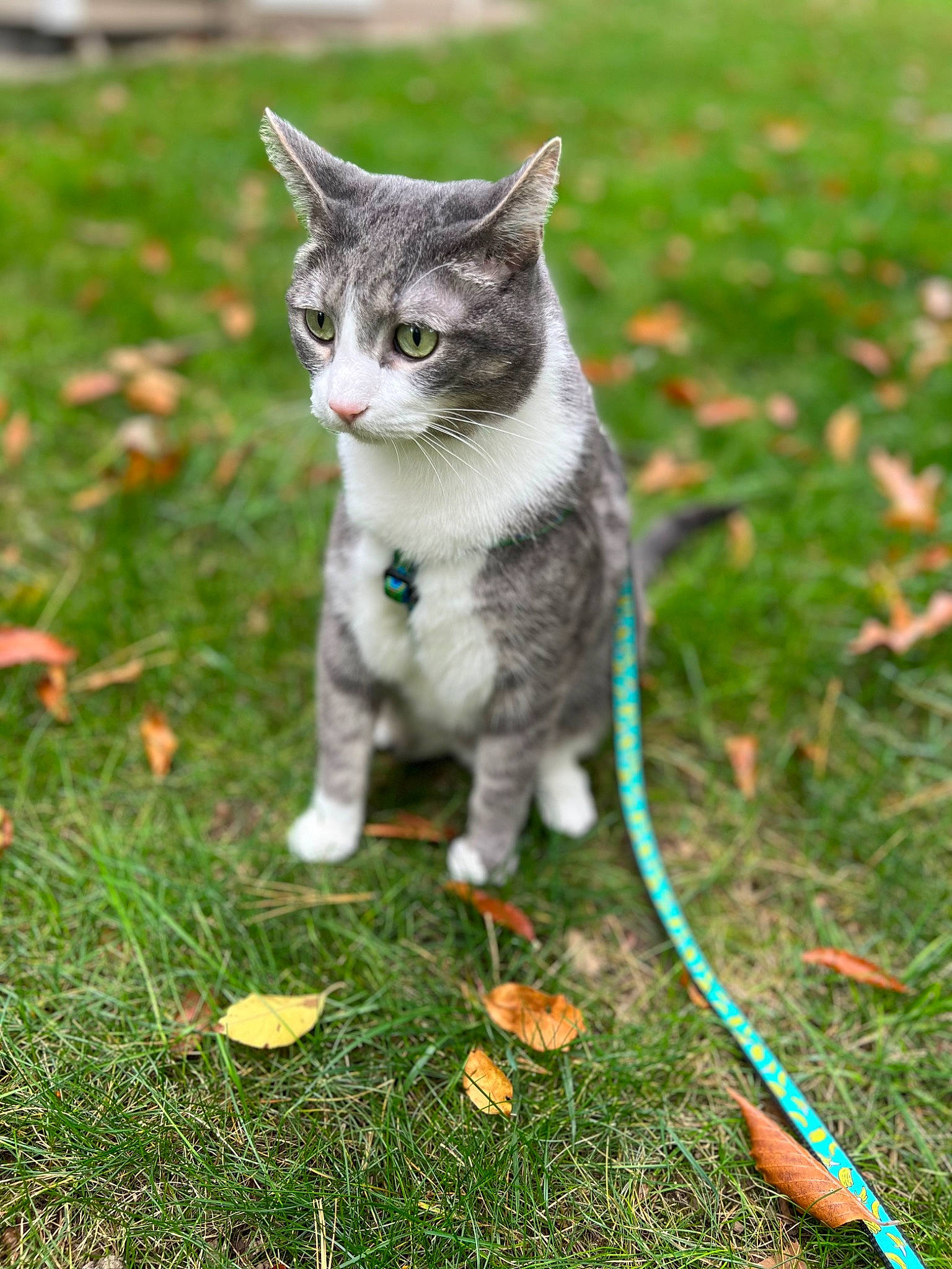 Max is registered to the contest to win money with this photo: carnivore, cat, domestic_short_haired_cat, felidae, fur, garden, grass, groundcover, lawn, leaf, plant, sitting, small_to_medium_sized_cats, snout, soil, tail, terrestrial_animal, tree, whiskers, wildlife