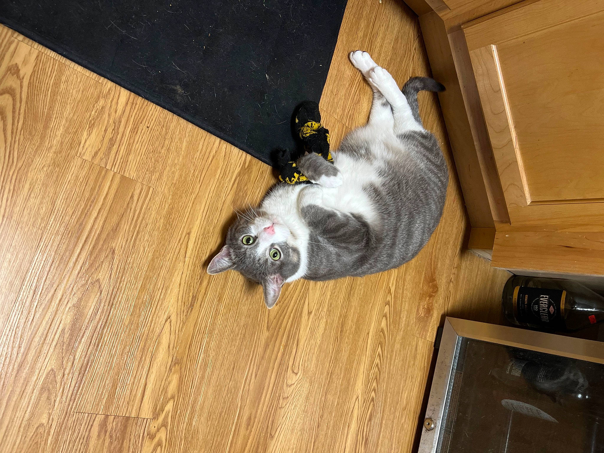 Max is registered to the contest to win money with this photo: canidae, carnivore, comfort, companion_dog, dog_breed, felidae, floor, flooring, fur, hardwood, laminate_flooring, room, small_to_medium_sized_cats, sporting_group, tail, varnish, whiskers, wood, wood_flooring, wood_stain