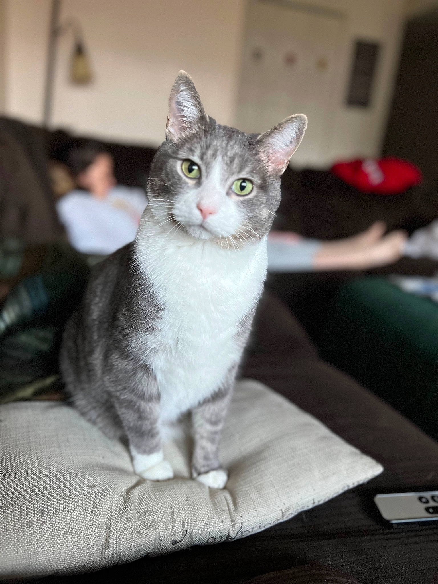 Max joined the competition — help win amazing prizes! carnivore, cat, comfort, couch, domestic_short_haired_cat, felidae, fur, grey, paw, sitting, small_to_medium_sized_cats, tail, whiskers