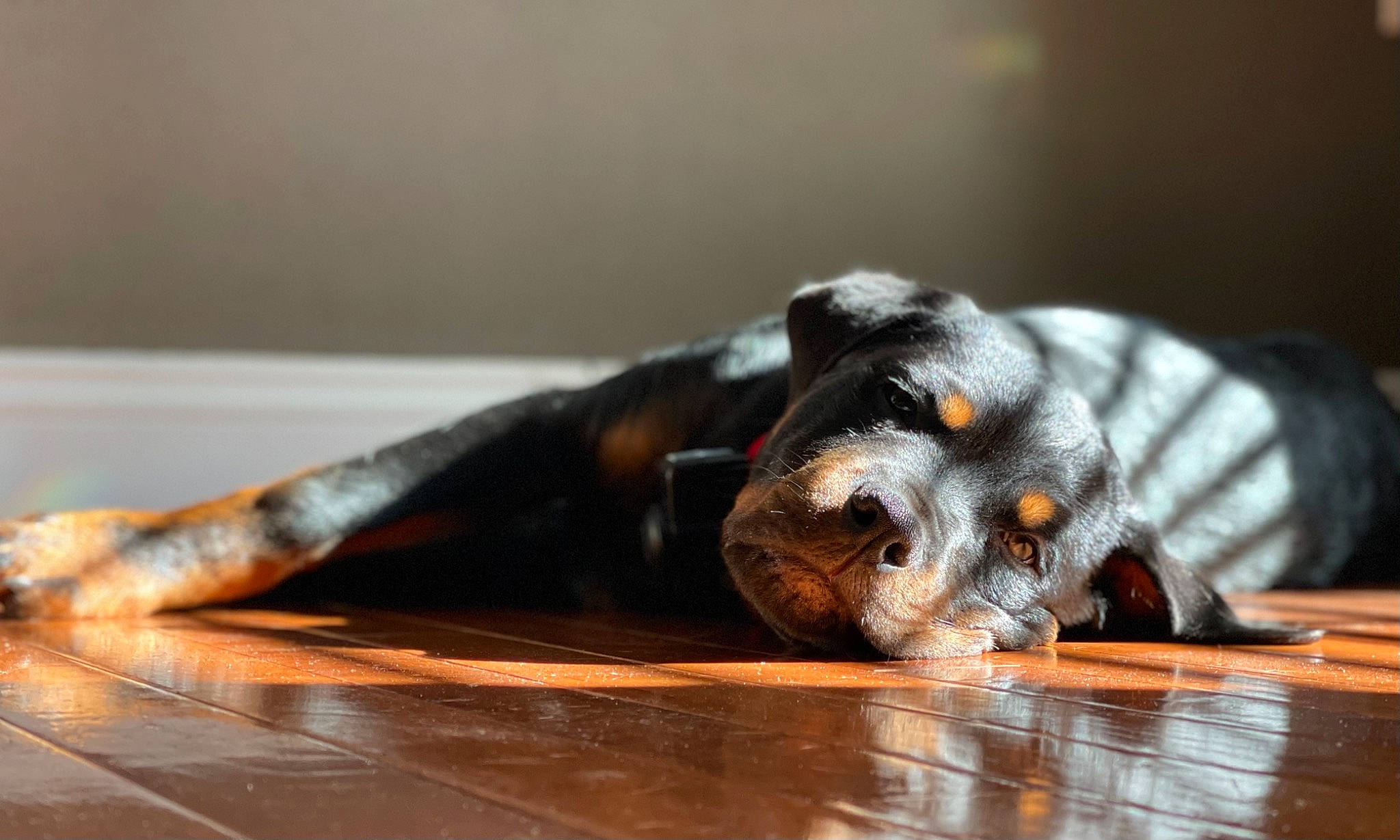 Huck is registered to the contest to win money with this photo: canidae, carnivore, claw, comfort, companion_dog, couch, dog, dog_breed, floor, flooring, fur, hardwood, paw, puppy, snout, sporting_group, tan, terrestrial_animal, varnish, wood
