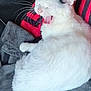 cat, white_cat, black_markings, yawning, pet, animal, feline, fur, whiskers, ears, mouth_open, blanket, sofa, indoor, relaxing, cute, cozy, resting, sleepy, domestic_animal