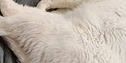 Volta a rejoint le concours — aidez-le/la à gagner de superbes lots ! animal, blanket, cat, comfort, cozy, cute, domestic, feline, fur, indoor, nap, pet, plush_toy, relaxation, resting, sleep, sleeping, soft, warm, white_cat