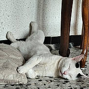 Volta participe au concours pour gagner de l'argent avec cette photo : cat, sleeping, white_cat, black_spots, floor, tile_floor, cushion, pillow, wooden_chair, legs, relaxed, indoor, wall, resting, pet, animal, fur, cute, domestic, cozy