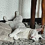 cat, sleeping, white_cat, black_spots, floor, tile_floor, cushion, pillow, wooden_chair, legs, relaxed, indoor, wall, resting, pet, animal, fur, cute, domestic, cozy