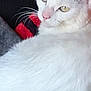 cat, white_cat, black_spots, animal, pet, feline, whiskers, fur, relaxed, resting, blanket, cozy, indoor, cute, closeup, laying_down, calm, soft, domestic_animal, sleepy