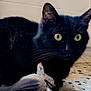 black_cat, cat, toy_mouse, yellow_eyes, terrazzo_floor, pet, indoor, animal, whiskers, fur, playful, close_up, curious, floor, domestic_cat, feline, mammal, cute, small_animal, pet_toy