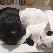 Turbo a rejoint le concours — aidez-le/la à gagner de superbes lots ! cat, cats, black_cat, white_cat, sleeping, sink, bathroom, fur, pets, animal, cozy, resting, paw, curled_up, close_together, domestic_animal, cute, companions, relaxation, indoor