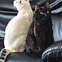 Turbo participe au concours pour gagner de l'argent avec cette photo : cat, cats, black_cat, white_cat, pet, animal, feline, indoor, leather_couch, sitting, yellow_eyes, fur, whiskers, tail, two_animals, domestic_cat, cute, companion, resting, side_by_side