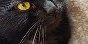 Turbo a rejoint le concours — aidez-le/la à gagner de superbes lots ! cat, black_cat, yellow_eyes, whiskers, close_up, pet, feline, animal, soft_texture, resting, portrait, mammal, indoor, cute, domestic_cat, fur, face, eyes, nose, relaxed