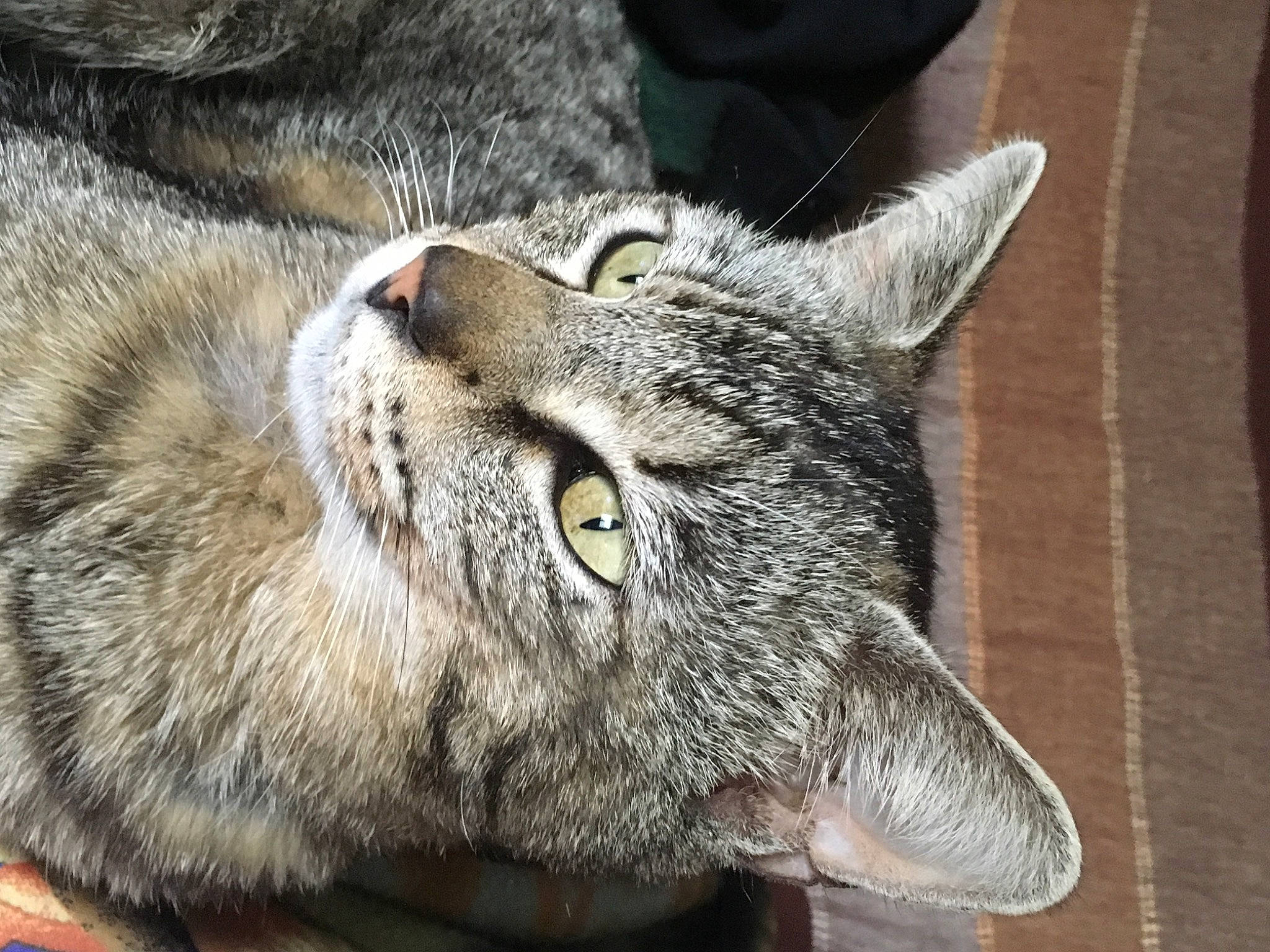 Kehops a rejoint le concours — aidez-le/la à gagner de superbes lots ! bobcat, carnivore, cat, domestic_short_haired_cat, felidae, fur, grey, lynx, small_to_medium_sized_cats, snout, terrestrial_animal, whiskers, wildlife