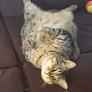 Shiva is registered to the contest to win money with this photo: animal, cat, couch, cute, domestic_cat, feline, fur, green_eyes, house_pet, indoor, living_room, pet, playful, relaxed, resting, soft_furniture, striped, tabby_cat, upside_down, whiskers