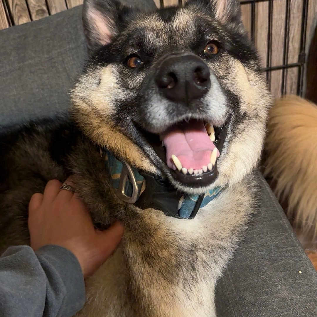 Norbit is registered to the contest to win money with this photo: accessories, animal, bodypart, canine, clothing, dog, face, germanshepherd, head, husky, indoors, jewelry, mouth, person, pet, photography, portrait, puppy, ring, teeth