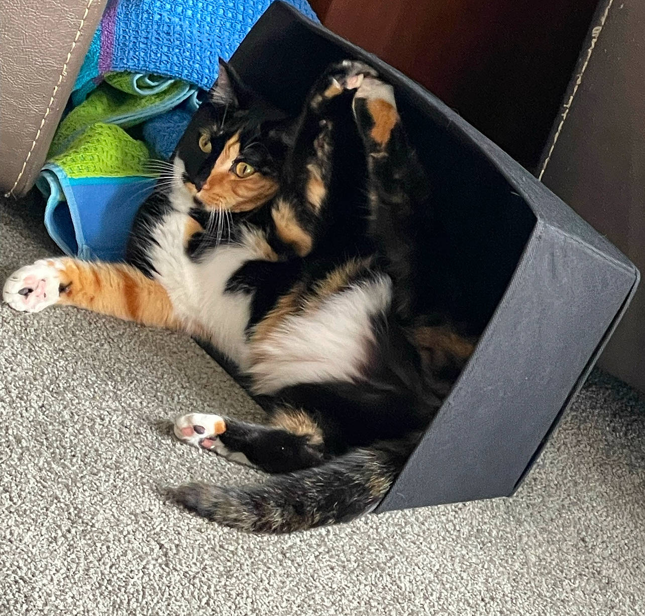 Patchy is registered to the contest to win money with this photo: bag, carnivore, cat, comfort, companion_dog, domestic_short_haired_cat, electric_blue, felidae, foot, fur, luggage_and_bags, nap, paw, small_to_medium_sized_cats, tail, whiskers