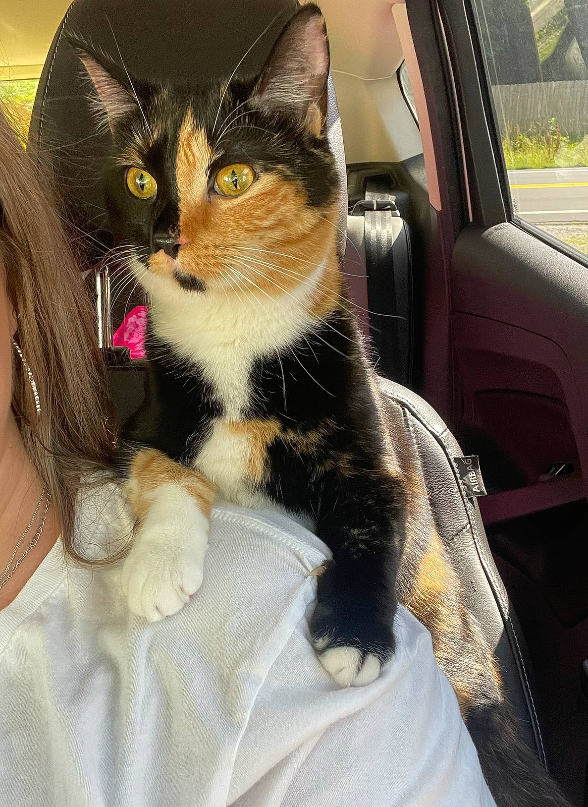 Patchy joined the competition — help win amazing prizes! automotive_exterior, box, car, car_seat, carnivore, cat, comfort, door, fawn, felidae, fur, lap, motor_vehicle, small_to_medium_sized_cats, snout, vehicle, vehicle_door, whiskers, window, windshield