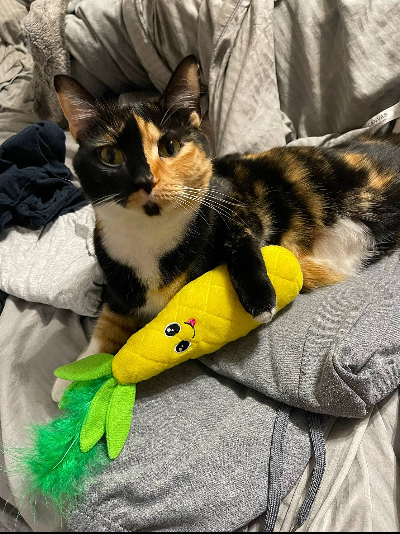 Patchy joined the competition — help win amazing prizes! bag, carnivore, cat, claw, comfort, domestic_short_haired_cat, felidae, fur, lap, linens, nap, paw, pet_supply, room, small_to_medium_sized_cats, square, tail, textile, vertebrate, whiskers