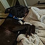 dog, black_dog, sleeping, collar, blanket, indoor, cozy, resting, paw, fur, pet, canine, comfort, relaxed, close_up, animal, household, soft_texture, napping, quiet