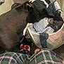 dog, black_dog, laundry_basket, clothes, carpet, indoor, plaid_pants, slippers, footwear, curious, pet, household, messy, fabric, texture, floor, legs, domestic, casual, cozy