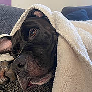 Loki is registered to the contest to win money with this photo: dog, black_dog, blanket, couch, indoor, cozy, pet, paw, sleepy, relaxed, fur, ear, snuggled, resting, closeup, comfort, homedecor, soft_texture, animal, companion