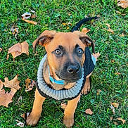 Ace Ramsey is registered to the contest to win money with this photo: puppy, dog, grass, leaves, sweater, outdoor, pet, cute, animal, fall, nature, collar, small_dog, young_dog, ears, eyes, fur, sitting, adorable, attention