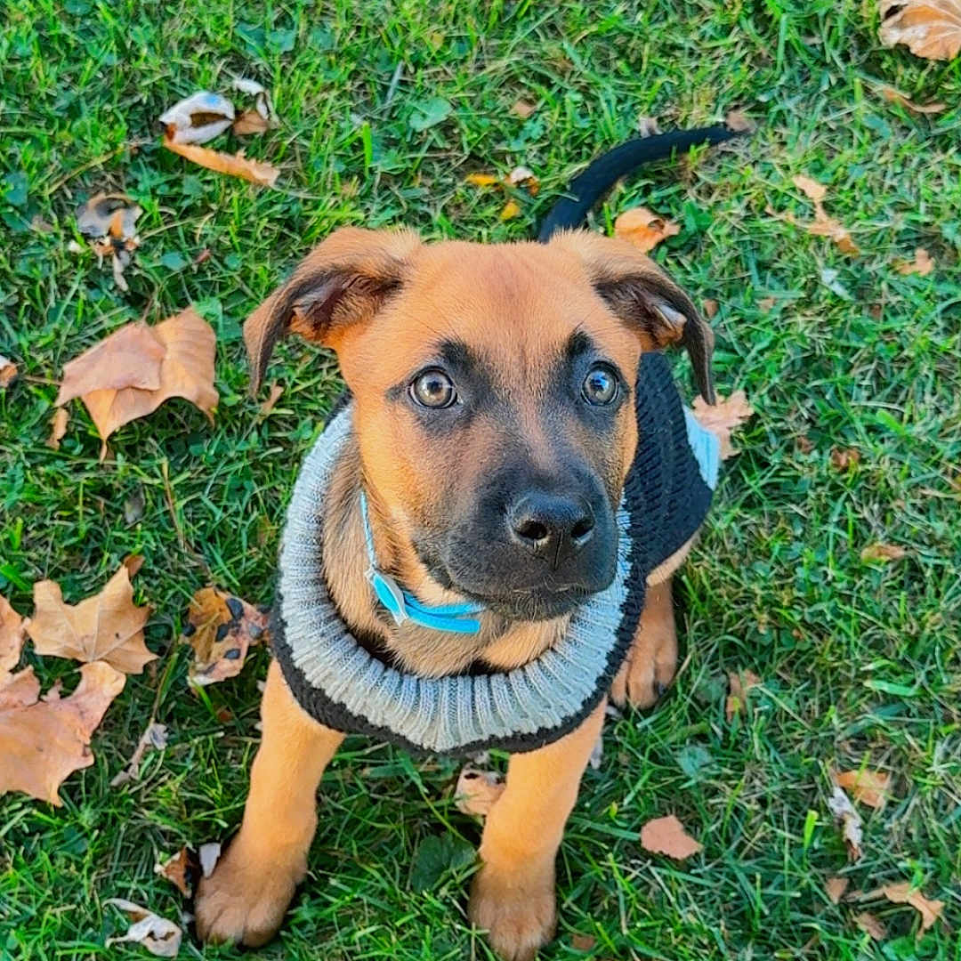 Ace Ramsey is registered to the contest to win money with this photo: adorable, animal, attention, collar, cute, dog, ears, eyes, fall, fur, grass, leaves, nature, outdoor, pet, puppy, sitting, small_dog, sweater, young_dog
