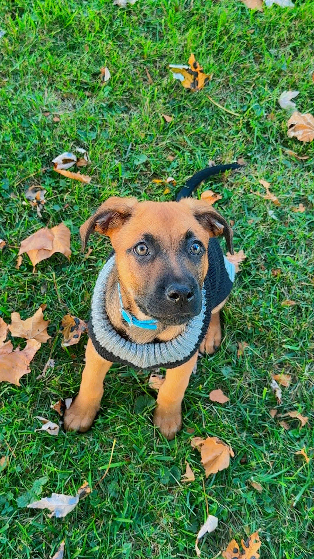 Ace Ramsey is registered to the contest to win money with this photo: puppy, dog, grass, leaves, sweater, outdoor, pet, cute, animal, fall, nature, collar, small_dog, young_dog, ears, eyes, fur, sitting, adorable, attention