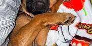 Ace Ramsey is registered to the contest to win money with this photo: animal, black, blanket, brown, comfort, cozy, cute, dog, fur, indoors, pattern, paw, pet, puppy, reese, relax, resting, sleeping, snuggle, soft