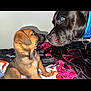 Ace Ramsey is registered to the contest to win money with this photo: animal, bed, black_dog, blanket, brown_puppy, closeup, collar, curious, cute, dog, face, friendship, fur, indoor, interaction, pet, portrait, puppy, snout, two_dogs