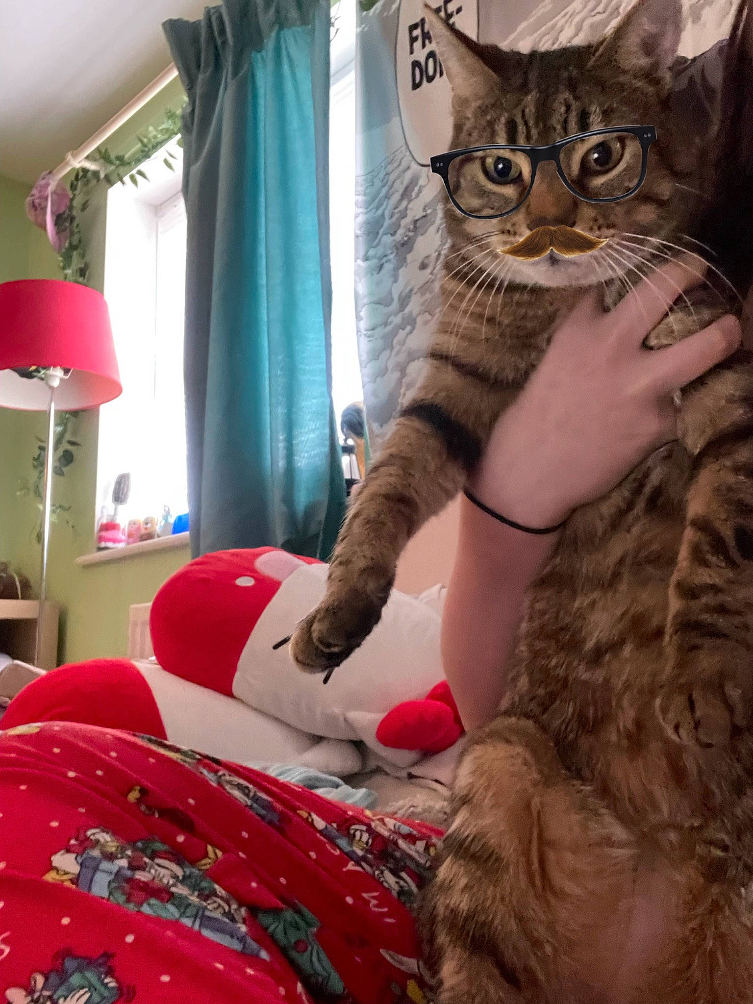 Khan is registered to the contest to win money with this photo: carnivore, cat, comfort, curtain, domestic_short_haired_cat, felidae, fur, human_leg, lamp, lap, linens, nail, pattern, pillow, sitting, small_to_medium_sized_cats, tail, toy, whiskers, window_treatment