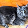 Gus is registered to the contest to win money with this photo: cat, feline, pet, gray_cat, long_fur, yellow_eyes, indoor, floor, tile_floor, wood_wall, resting, animal, whiskers, paw, fur, alert, closeup, domestic_cat, cute, relaxed