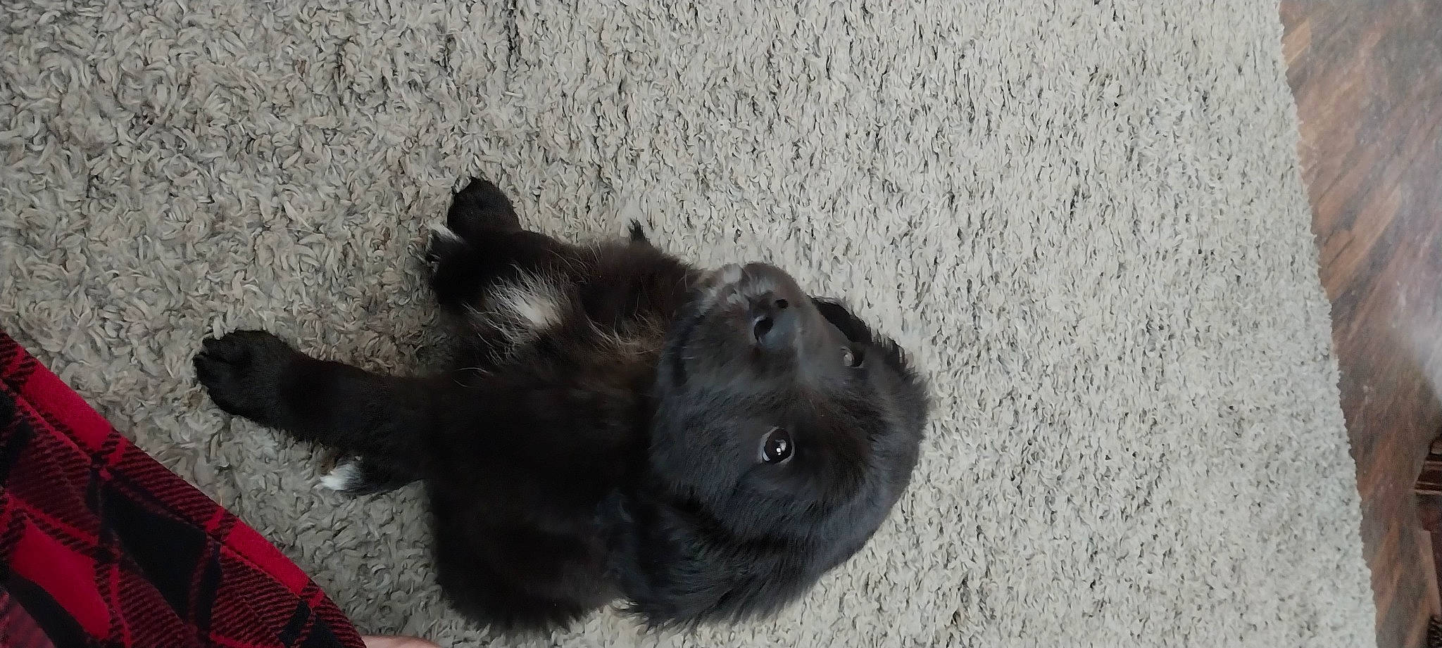 Jonny Cash Cash For Short is registered to the contest to win money with this photo: black_cat, canidae, carnivore, companion_dog, dog, dog_breed, felidae, fur, grey, non_sporting_group, paw, shadow, small_to_medium_sized_cats, sporting_group, tail, terrestrial_animal, whiskers, working_animal