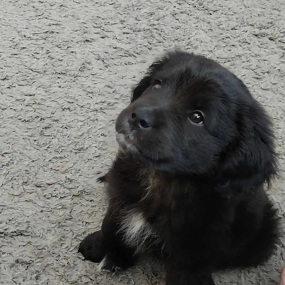 Jonny Cash Cash For Short