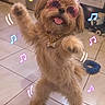 dog, small_dog, fluffy, brown_fur, sunglasses, necklace, bone_pendant, standing, front_legs, tongue_out, playful, cute, indoor, tiled_floor, home, pet, music_notes, digital_effects, portrait, funny