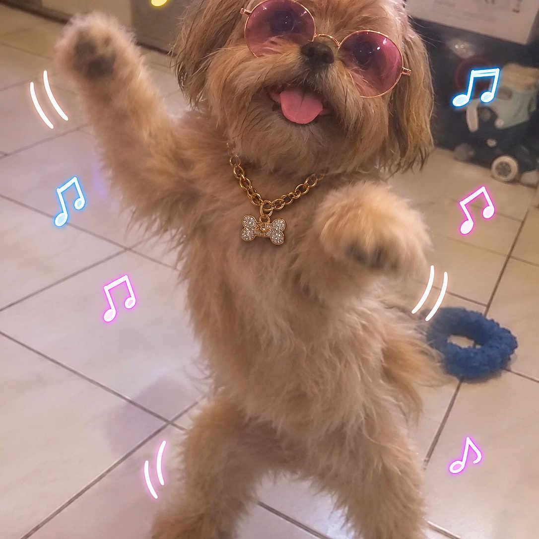 Stitch a rejoint le concours — aidez-le/la à gagner de superbes lots ! dog, small_dog, fluffy, brown_fur, sunglasses, necklace, bone_pendant, standing, front_legs, tongue_out, playful, cute, indoor, tiled_floor, home, pet, music_notes, digital_effects, portrait, funny