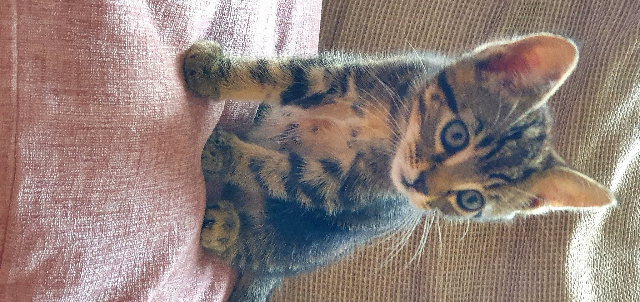 Arlo is registered to the contest to win money with this photo: big_cats, carnivore, cat, claw, comfort, domestic_short_haired_cat, fawn, felidae, fur, paw, small_to_medium_sized_cats, snout, tail, terrestrial_animal, whiskers, wildlife, wood