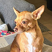 Mommas joined the competition — help win amazing prizes! alert, animal, brown_dog, carpet, companion, couch, curious, cute, dog, domestic, ears_up, household, indoor, laundry_basket, pet, portrait, sitting, small_dog, tiled_floor, white_chest