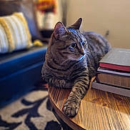 Lilly joined the competition — help win amazing prizes! blurred_background, books, carpet, cat, comfortable, couch, cozy, cushion, domestic_animal, feline, fur, home_decor, indoor, living_room, paw, pet, relaxed, resting, tabby_cat, wooden_table