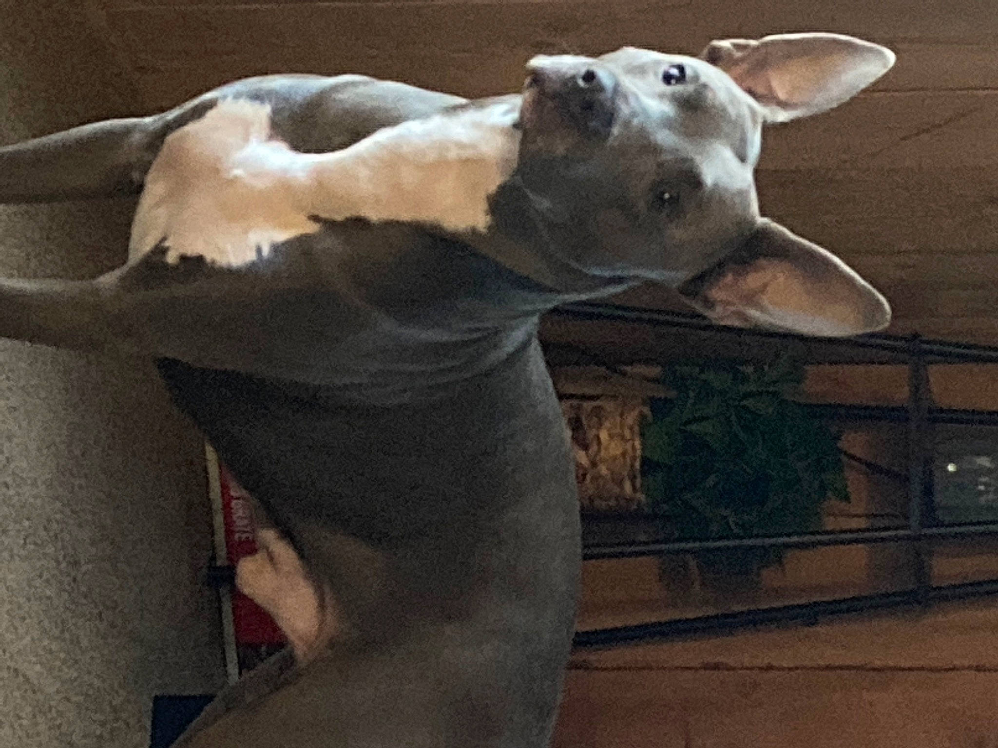 Zeus is registered to the contest to win money with this photo: canidae, carnivore, companion_dog, dog, dog_breed, fawn, grey, jaw, livestock, mammal, metal, neck, plant, snout, tail, terrestrial_animal, vertebrate, wildlife, wood, working_animal