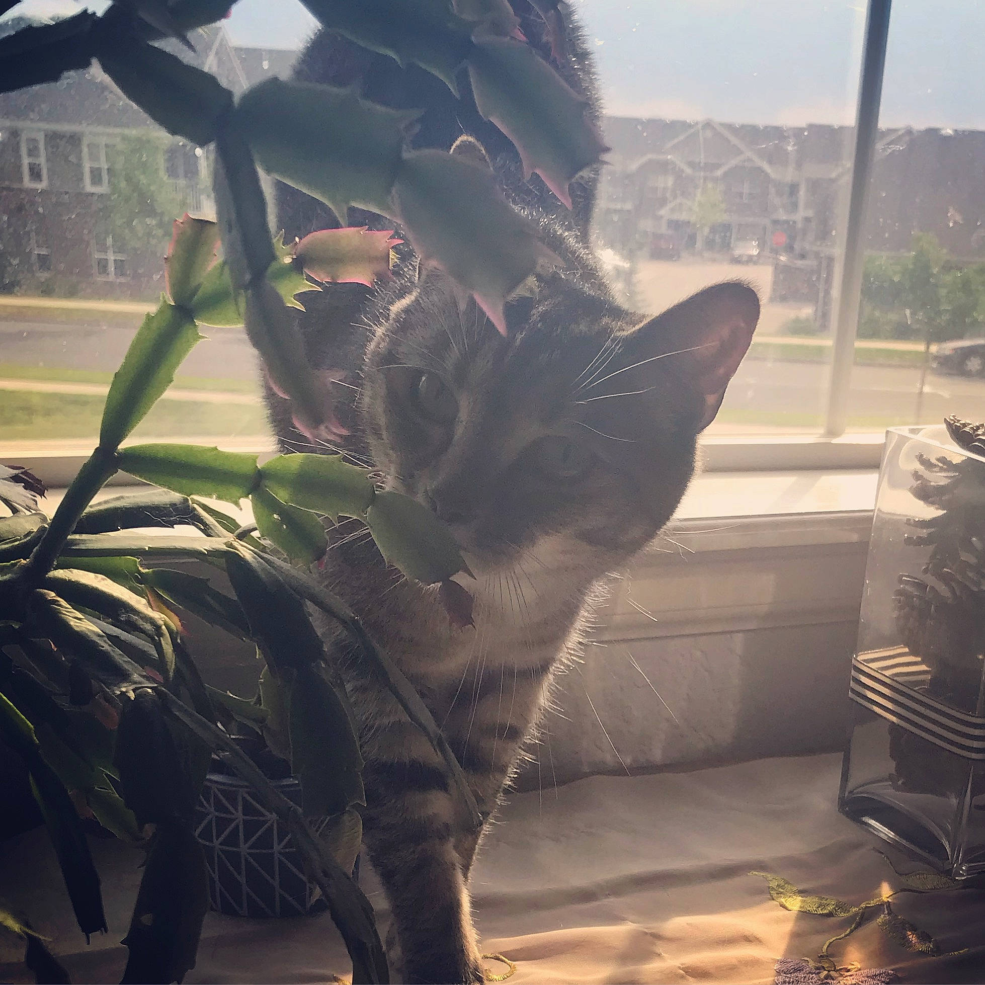 Christmas is registered to the contest to win money with this photo: fictional_character, organism, plant, sunlight, tail