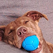 Angelo a rejoint le concours — aidez-le/la à gagner de superbes lots ! dog, sleeping_dog, blue_ball, toy_ball, couch, sofa, fabric_texture, brown_fur, close_up, portrait, nose, muzzle, ear, eyes_closed, pet, indoor, relaxed, resting, cheeks, playful