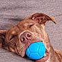 dog, sleeping_dog, blue_ball, toy_ball, couch, sofa, fabric_texture, brown_fur, close_up, portrait, nose, muzzle, ear, eyes_closed, pet, indoor, relaxed, resting, cheeks, playful
