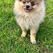 Tsuko a rejoint le concours — aidez-le/la à gagner de superbes lots ! dog, puppy, pomeranian, fluffy, grass, outdoor, cute, tongue_out, small_dog, pet, animal, happy, fur, nature, playful, adorable, canine, mammal, young, friendly