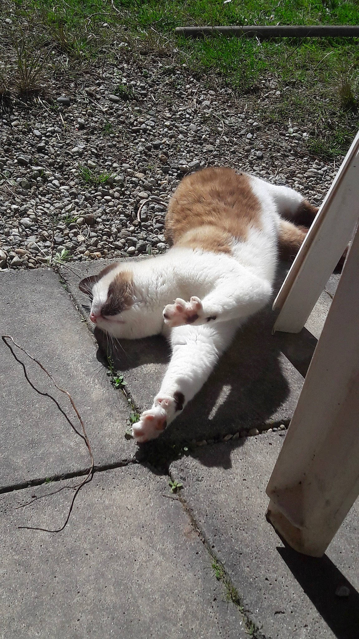 Mecano participe au concours pour gagner de l'argent avec cette photo : aegean_cat, carnivore, cat, domestic_short_haired_cat, fawn, felidae, grass, polydactyl_cat, small_to_medium_sized_cats, snout, tail, whiskers