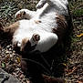 Mecano participe au concours pour gagner de l'argent avec cette photo : canidae, carnivore, fawn, grass, tail, tree, wildlife