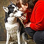 affection, animal, black_hair, closeup, crouching, dog, ear, face, floor, fur, hand, husky, indoor, kiss, pet, portrait, red_sweater, studio, woman, wooden_floor
