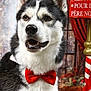 Ubble participe au concours pour gagner de l'argent avec cette photo : animal, background, black_and_white_fur, bow_tie, canine, christmas, close_up, cute, decorations, dog, festive, holiday, husky, indoor, pet, portrait, sign, smiling, stocking, winter