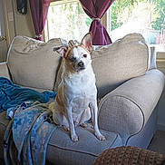 Mac is registered to the contest to win money with this photo: dog, small_dog, chihuahua, pet, animal, sitting, indoors, living_room, armchair, couch, blanket, curtains, window, daylight, portrait, pointy_ears, white_fur, brown_patches, furniture, home_decor