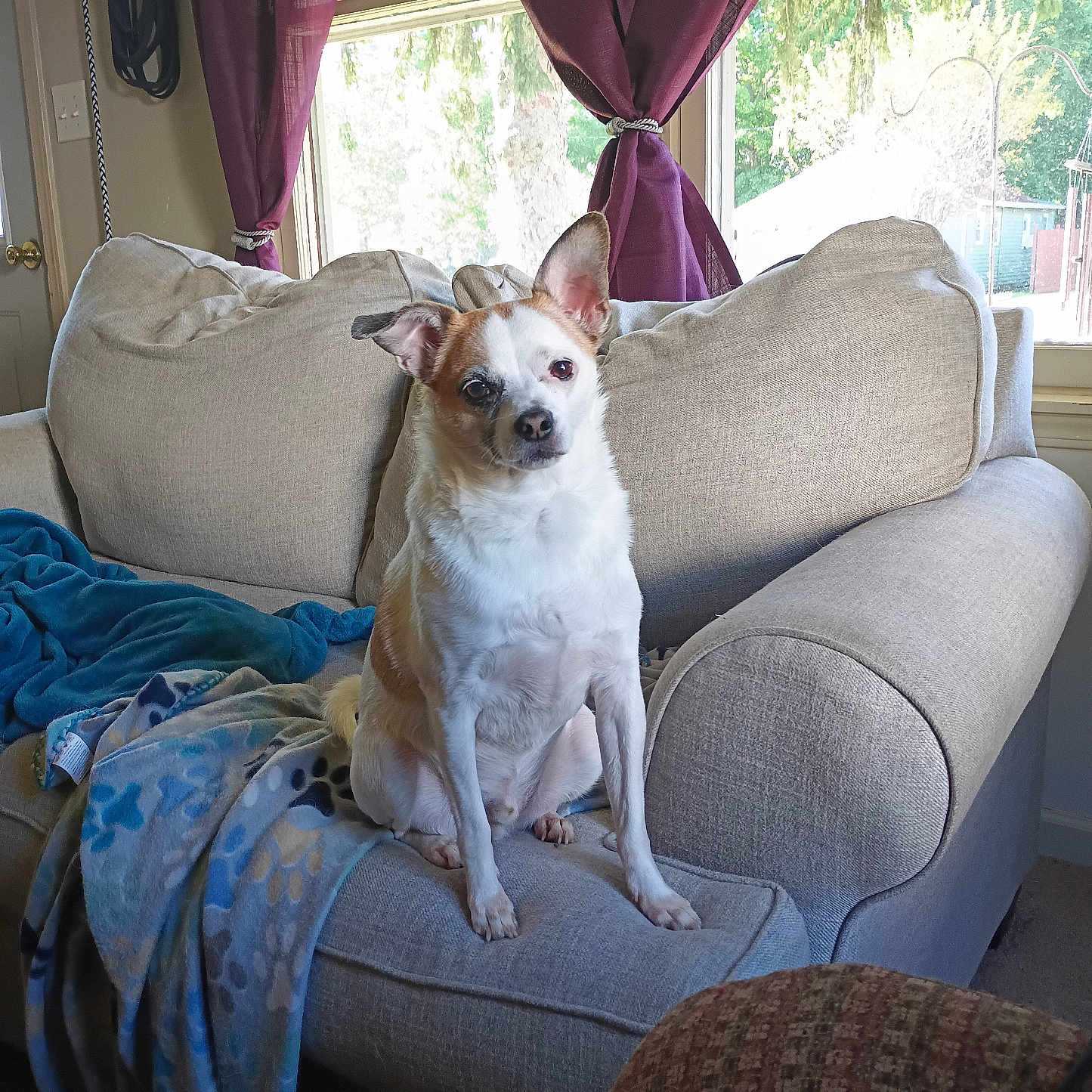 Mac is registered to the contest to win money with this photo: dog, small_dog, chihuahua, pet, animal, sitting, indoors, living_room, armchair, couch, blanket, curtains, window, daylight, portrait, pointy_ears, white_fur, brown_patches, furniture, home_decor