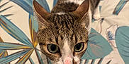 Atlas a rejoint le concours — aidez-le/la à gagner de superbes lots ! cat, tabby, pet, animal, indoor, bedspread, leaf_pattern, curious, whiskers, pink_nose, feline, fur, closeup, looking_up, domestic, cute, eyes, ears, tail, floor