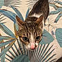 cat, tabby, pet, animal, indoor, bedspread, leaf_pattern, curious, whiskers, pink_nose, feline, fur, closeup, looking_up, domestic, cute, eyes, ears, tail, floor
