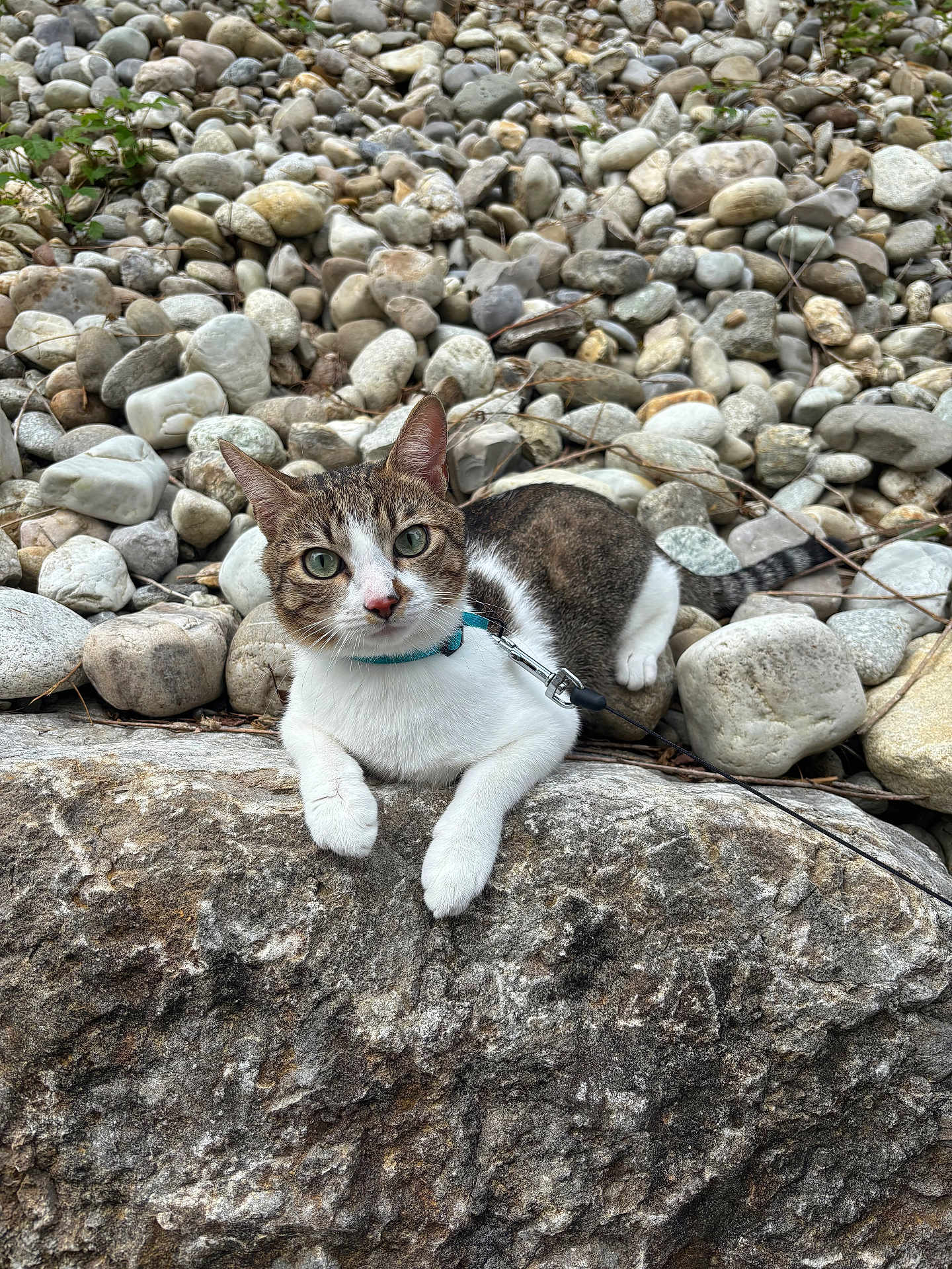 Atlas a rejoint le concours — aidez-le/la à gagner de superbes lots ! cat, rock, stones, outdoor, animal, pet, collar, leash, nature, curious, feline, resting, gray, white, tabby, wildlife, closeup, texture, daylight, landscape